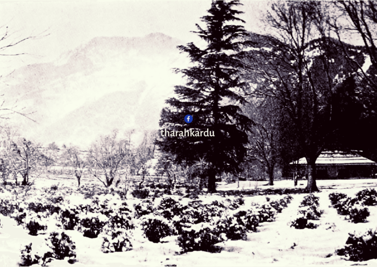 Kooloo Valley Tea Company